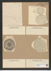 Pseudauliscus pulvinatus Cleve (de-Toni-Nr.: Genus 172, Species 4425) Zeichnungen Sammlung Grunow Nr. 7983 (NHMW-BOT-W0377276)
